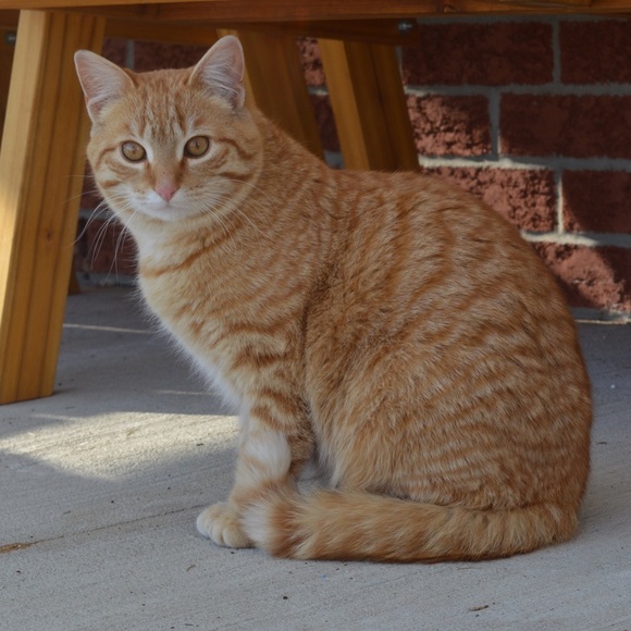 Meet your Posher, Anne-Marie - Picture 1 of 1